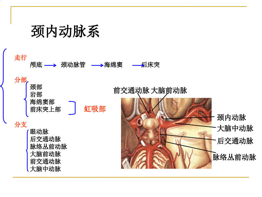 脑的血液供应PPT课件_第4页