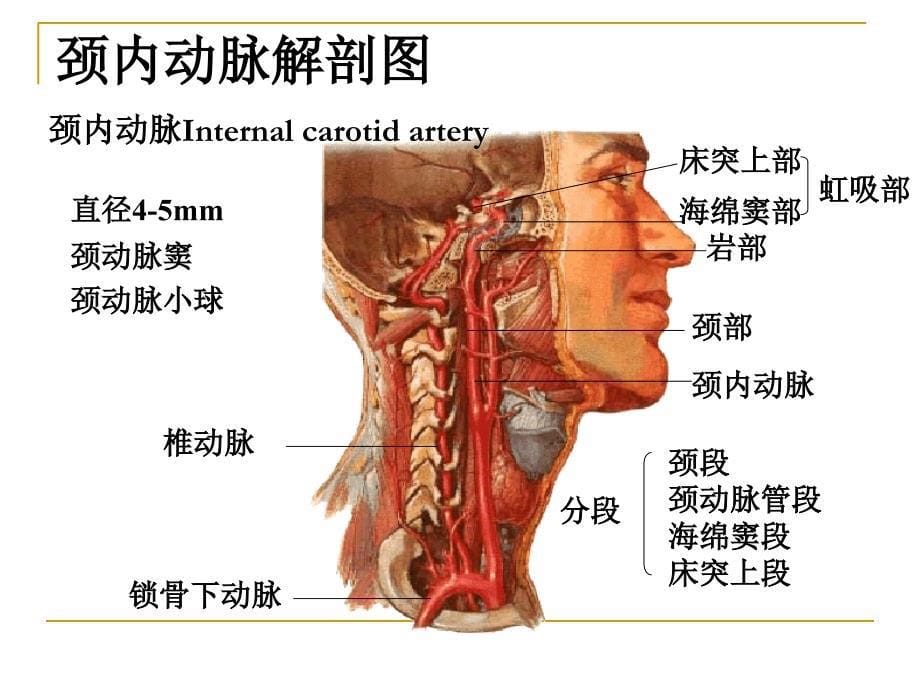 脑的血液供应PPT课件_第5页