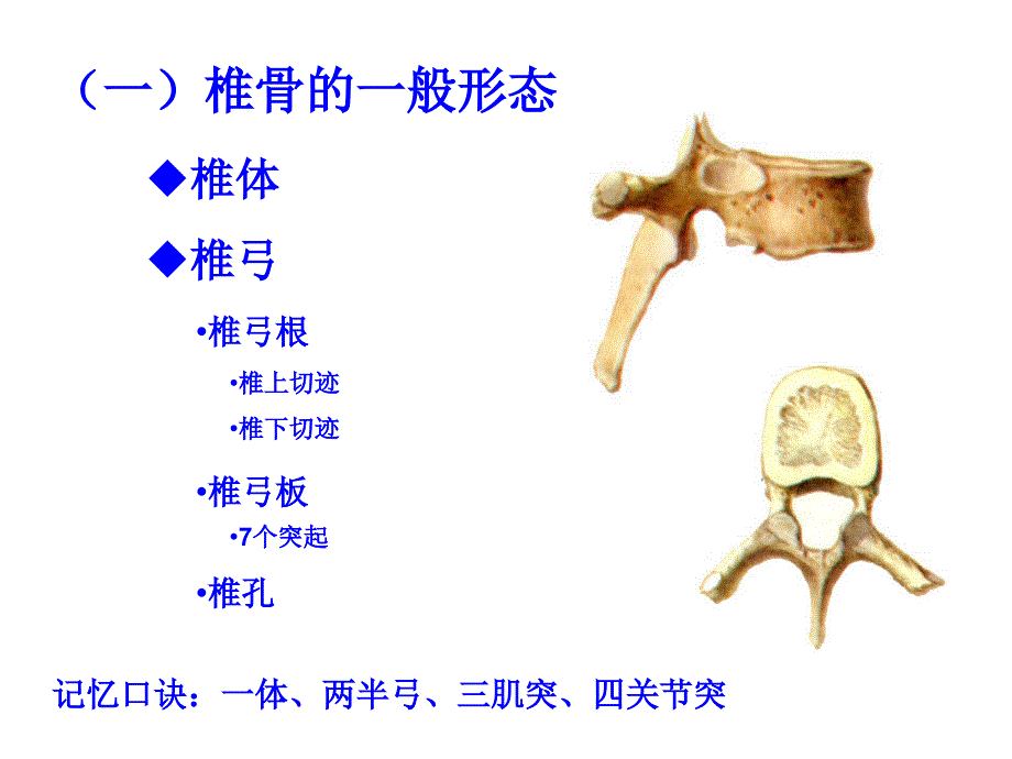 人体解剖学课件：03 躯干骨及连结_第4页