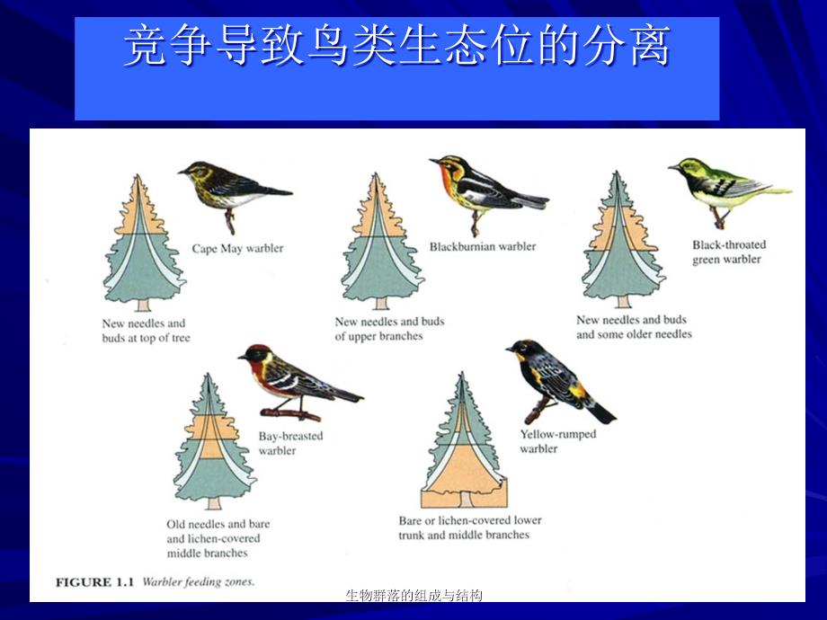 生物群落的组成与结构课件_第4页