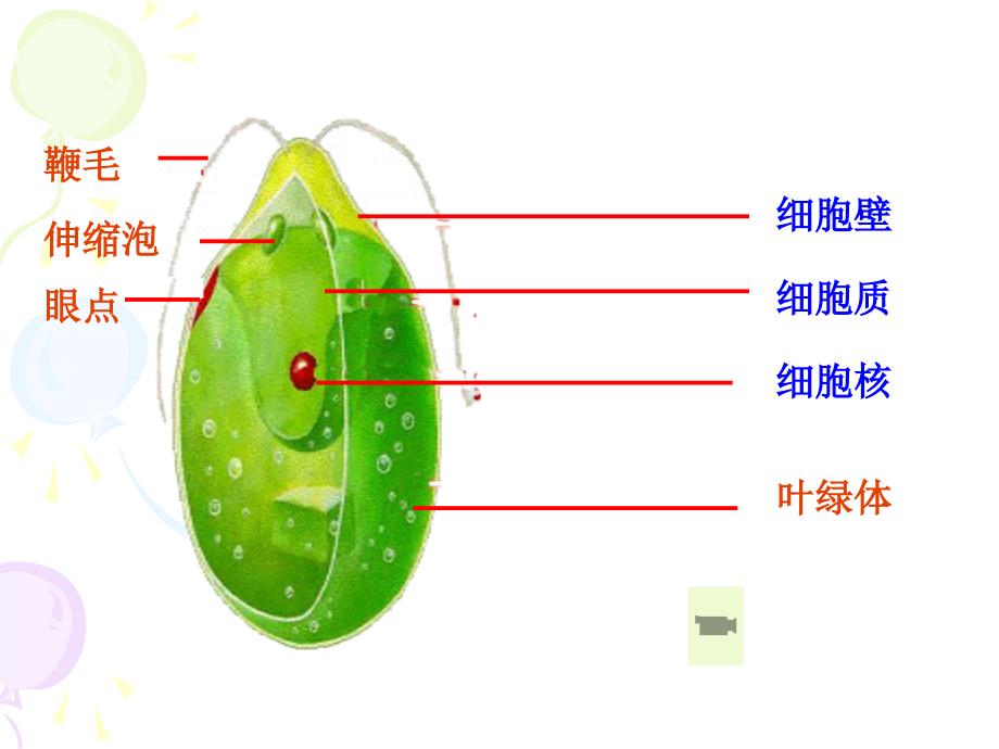 物种的多样性（1）_第4页