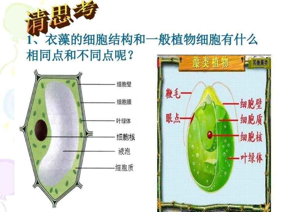 物种的多样性（1）_第5页