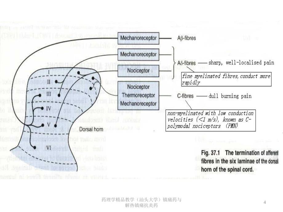 药理学精品教学汕头大学镇痛药与解热镇痛抗炎药课件_第4页