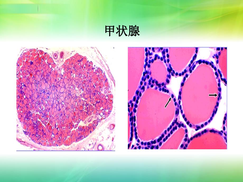 甲状腺及甲状旁腺激素.ppt_第3页