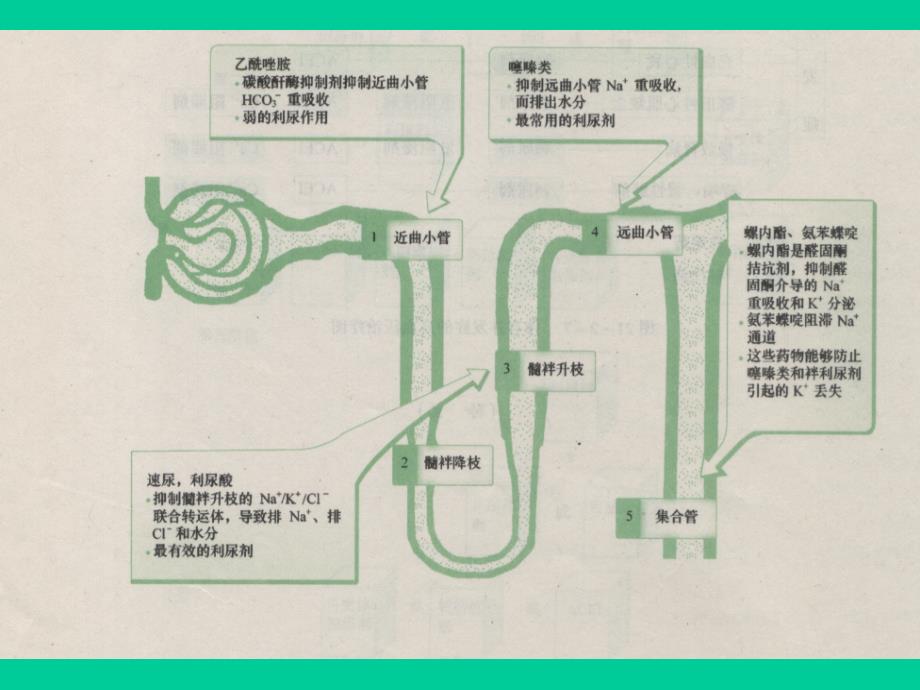 兽医理学课件(第7章)利尿药和脱水药_第3页