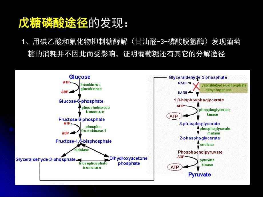 第七节生物化学下册25戊糖磷酸与其他_第5页