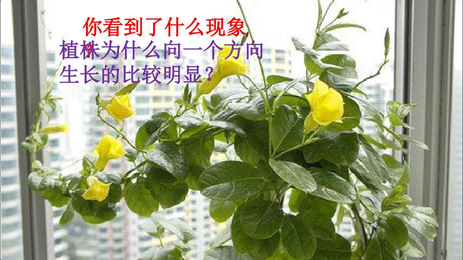 植物角里的科学问题.ppt_第3页