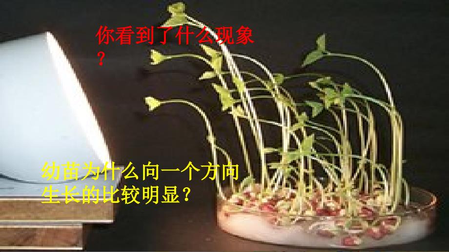 植物角里的科学问题.ppt_第4页