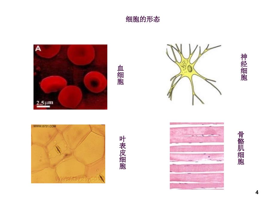 1高中生物开学第一课上课ppt课件_第4页