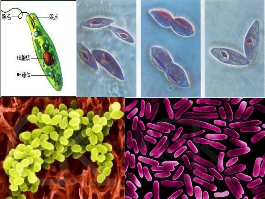 1高中生物开学第一课上课ppt课件_第5页