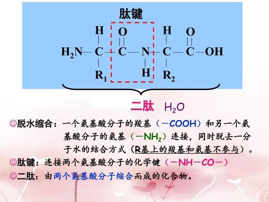 2.2蛋白质生命活动的承担者_第5页