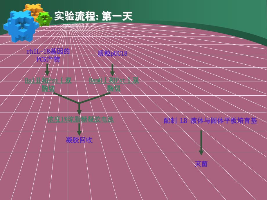 分子生物学实验实验操作ppt课件_第4页