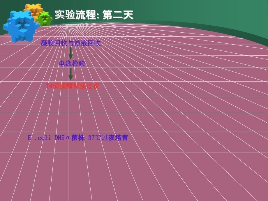 分子生物学实验实验操作ppt课件_第5页