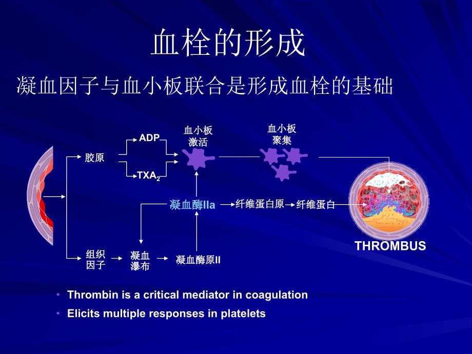 PCI围手术期抗栓治疗_第3页