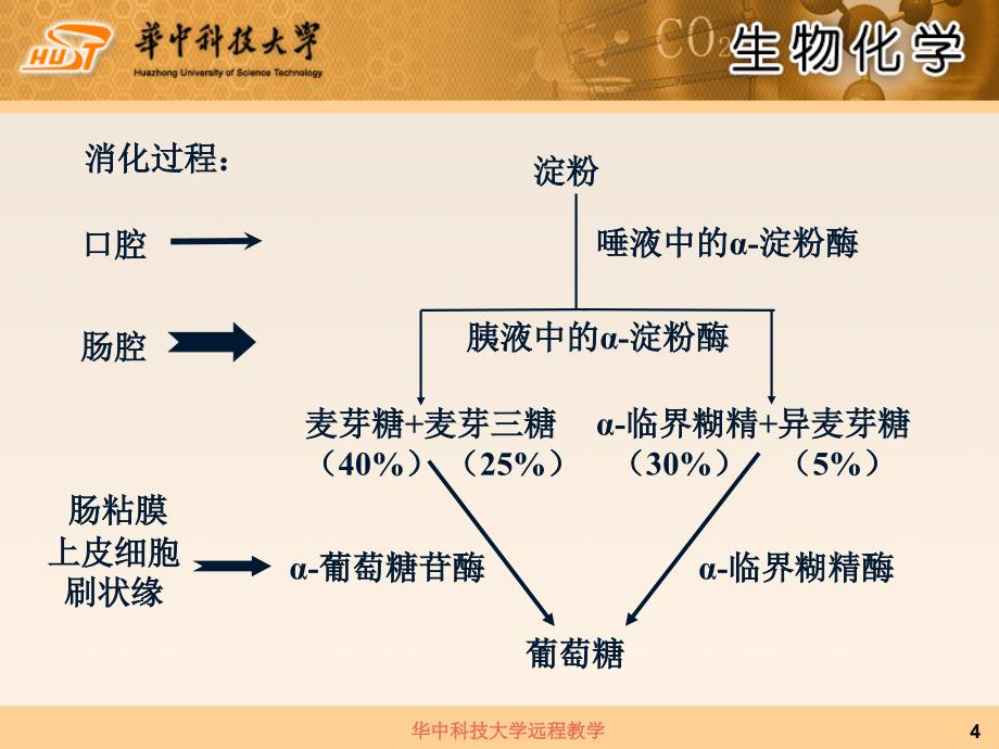 第9章糖代谢PPT课件_第4页