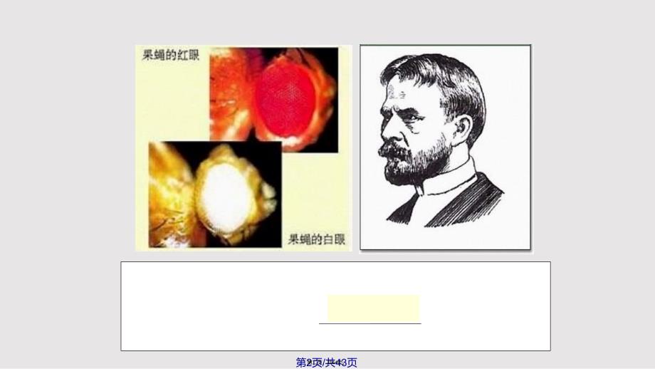 dna是主要的遗传物质2实用教案_第2页