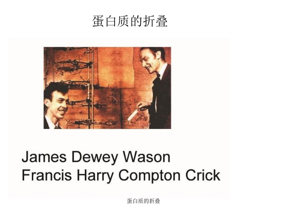 蛋白质的折叠课件_第1页