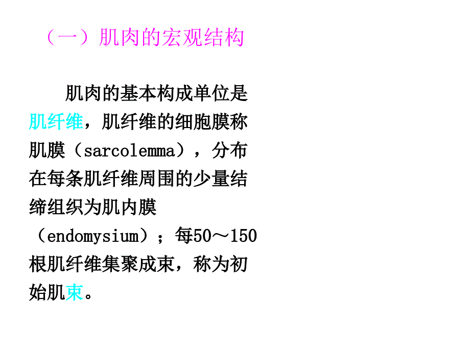 《肉的结构及特性》PPT课件.ppt_第3页