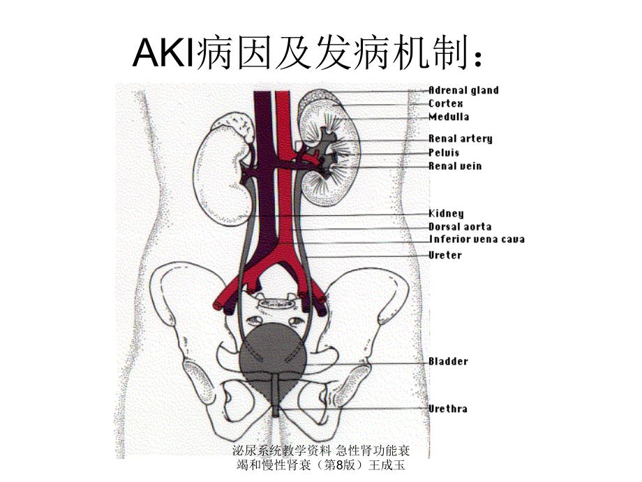 泌尿系统教学资料急性肾功能衰竭和慢性肾衰第8版王成玉课件_第4页