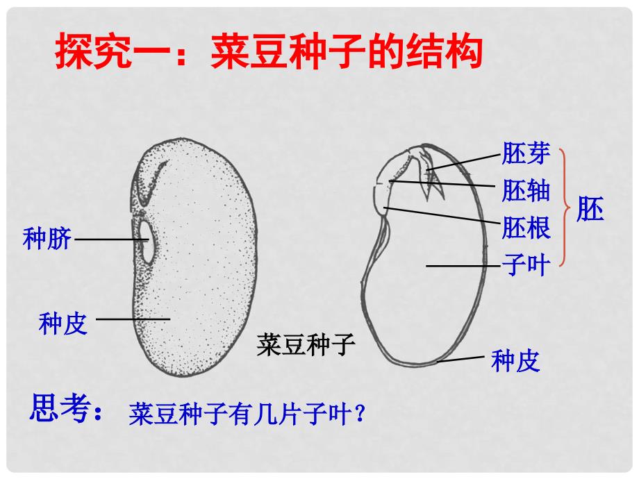 三年级科学下册 种子的构造 6课件 首师大版_第2页