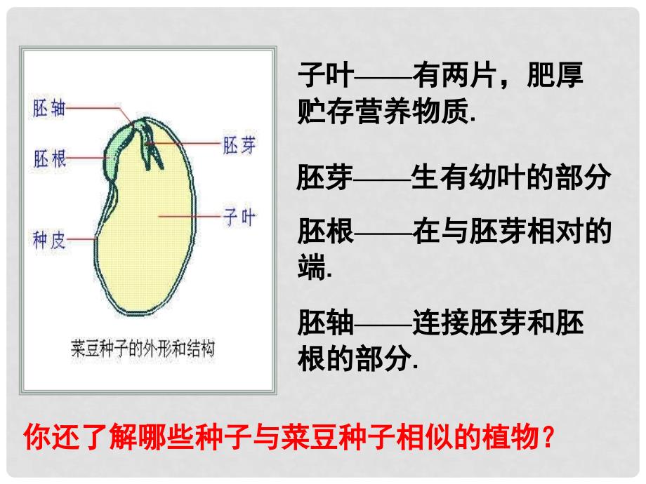 三年级科学下册 种子的构造 6课件 首师大版_第3页