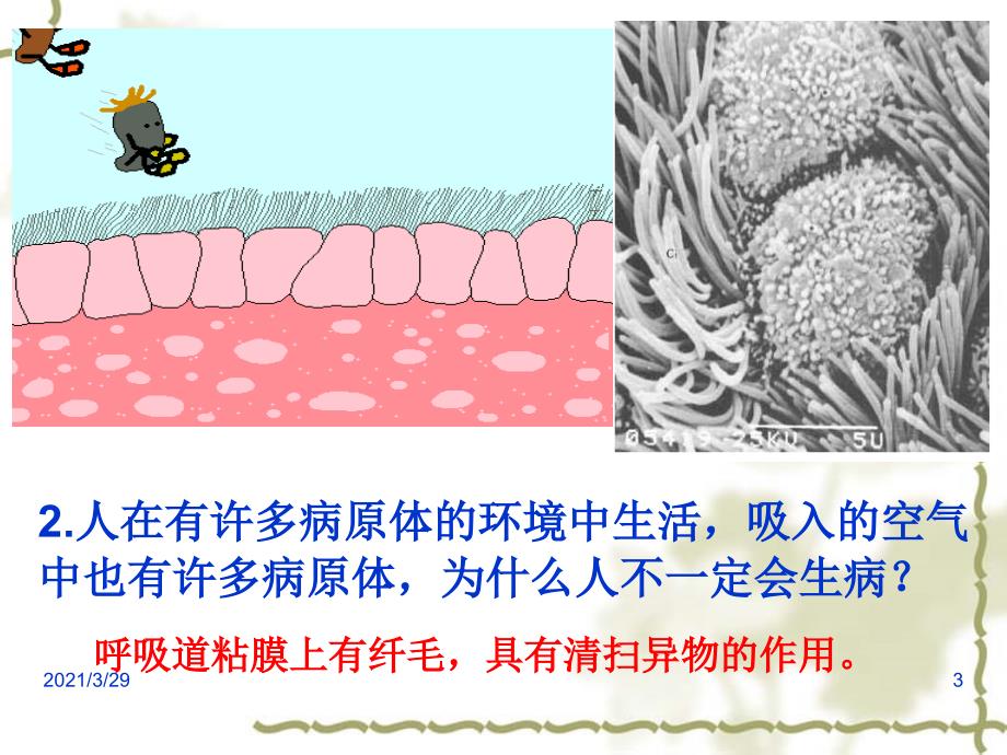 13.3人体免疫分享资料_第3页