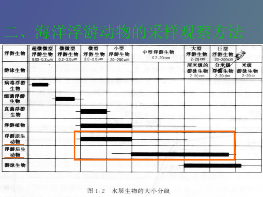 海洋浮游动物_第4页