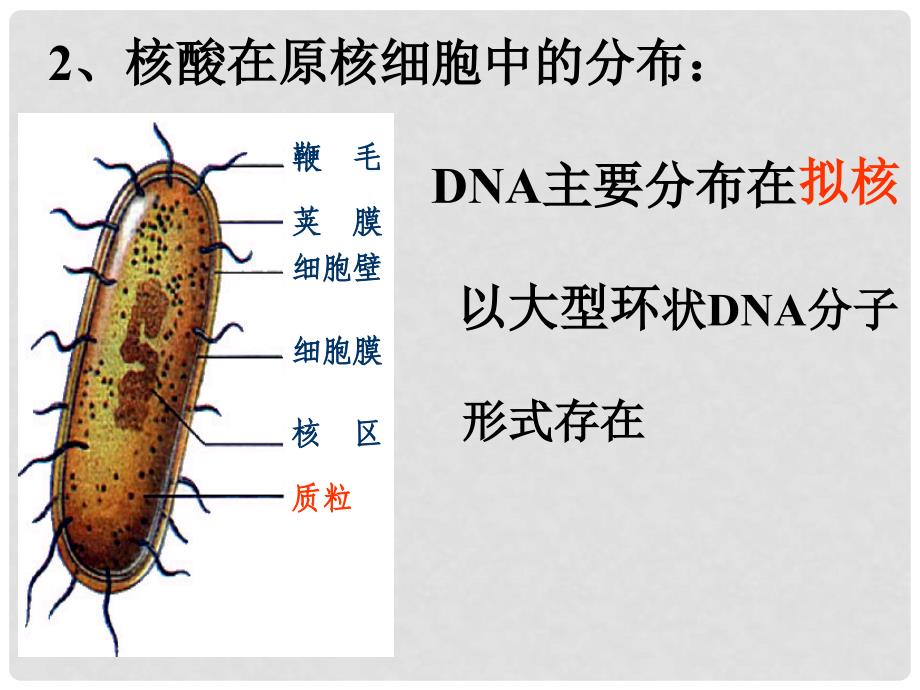 高中生物：2.3核酸课件人教版必修1_第4页