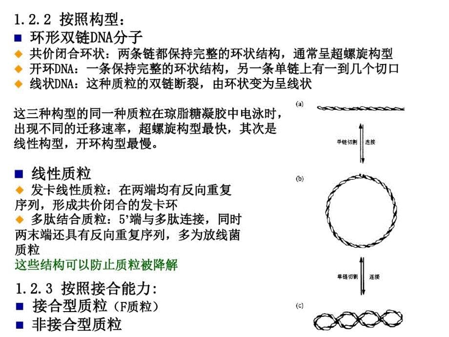 第4章-载体的选择与构建_第5页