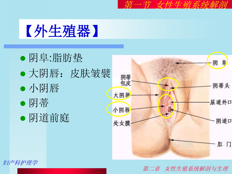 妇产科护理PPT课件_第3页