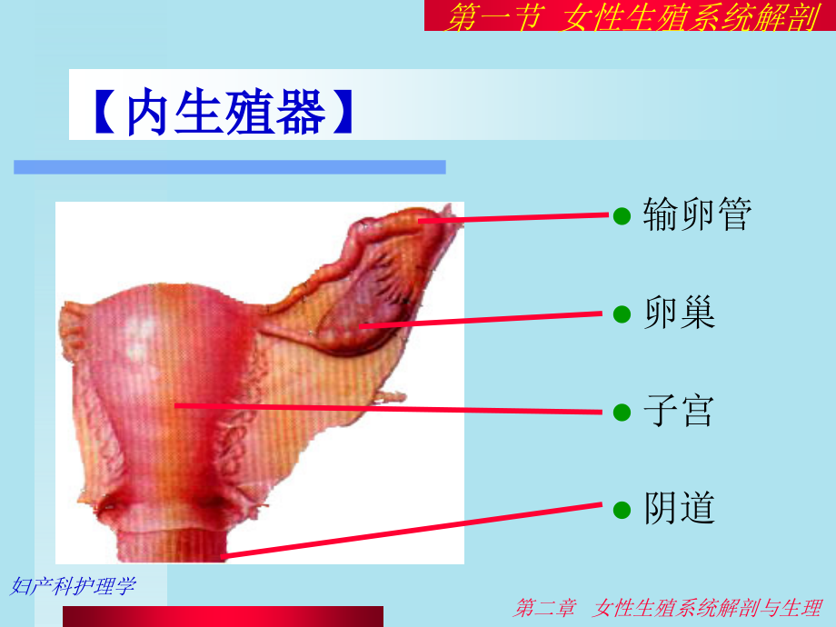 妇产科护理PPT课件_第4页