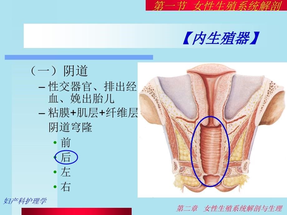 妇产科护理PPT课件_第5页