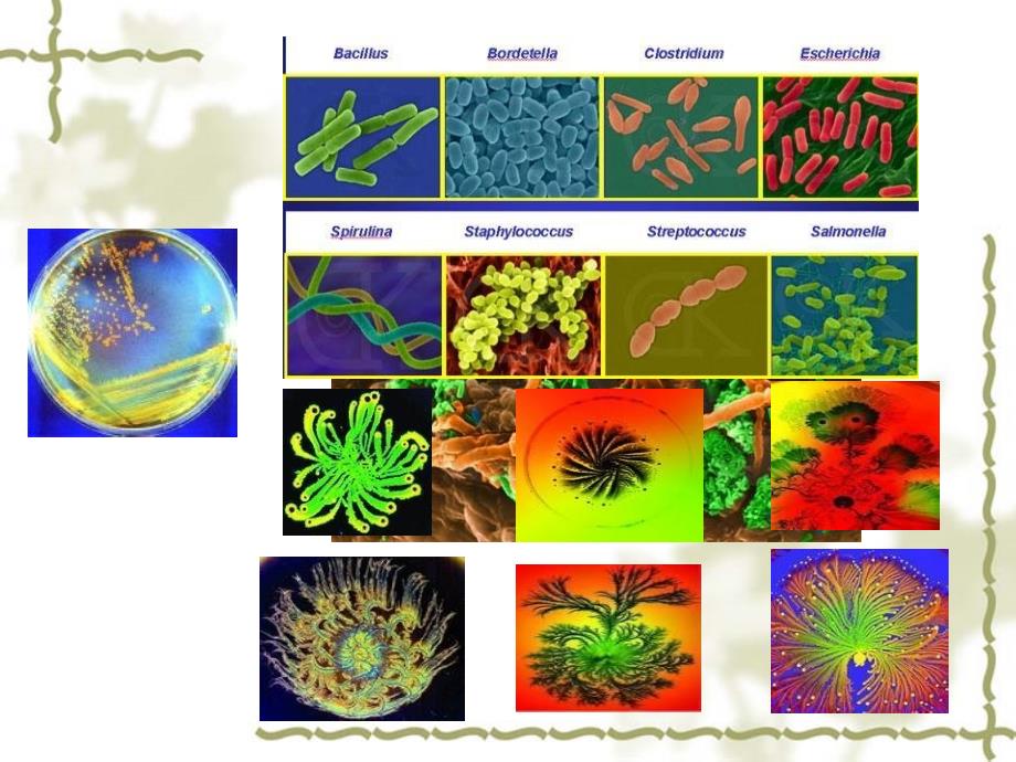 《动物生物技术绪论》PPT课件.ppt_第3页