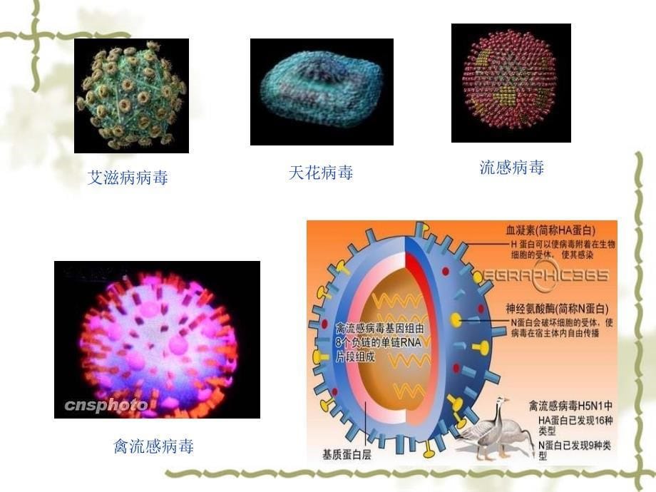 《动物生物技术绪论》PPT课件.ppt_第5页