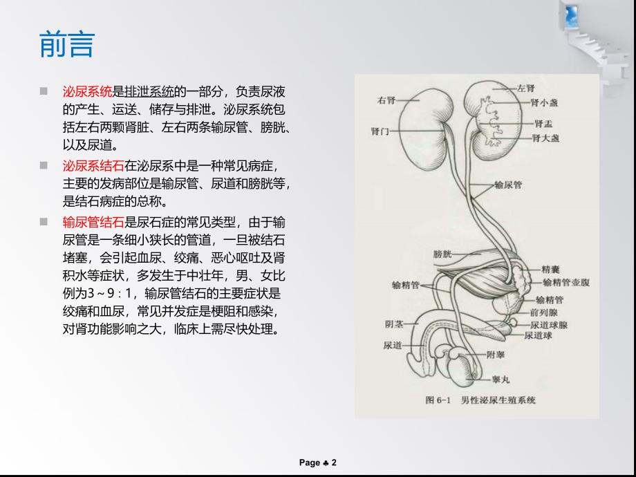 输尿管结石患者的护理查房PPT课件.ppt_第2页