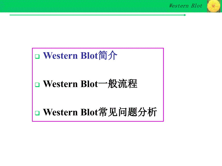 Westernblot详解及问题分析_第2页