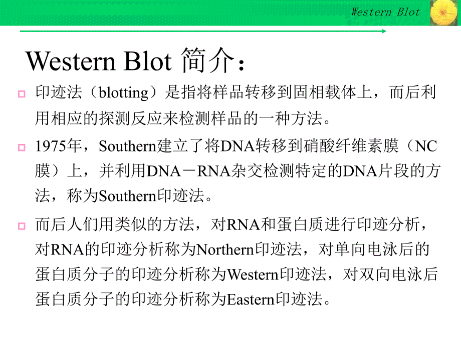 Westernblot详解及问题分析_第3页