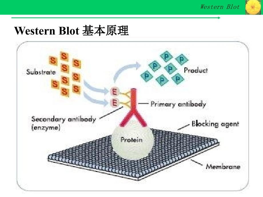 Westernblot详解及问题分析_第4页