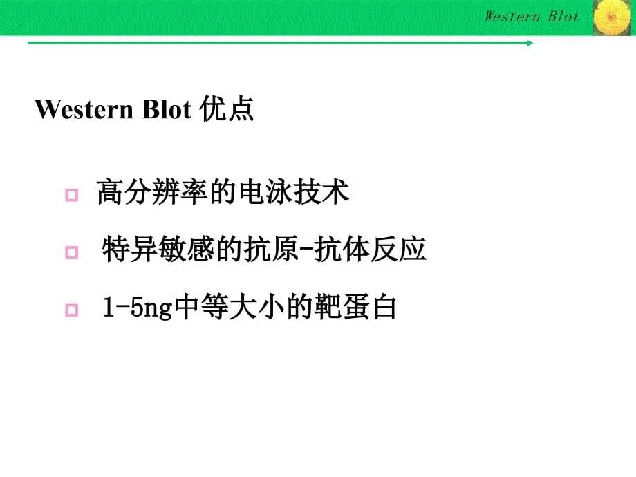 Westernblot详解及问题分析_第5页