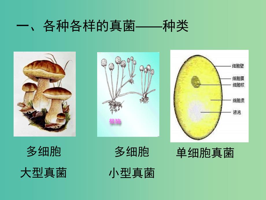 八年级生物上册 第五单元 第四章 第三节 真菌课件 新人教版.ppt_第4页