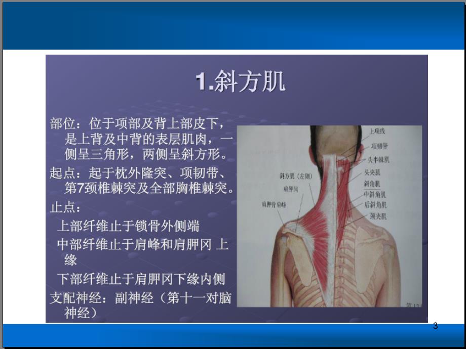 肩关节相关疾病ppt课件_第3页