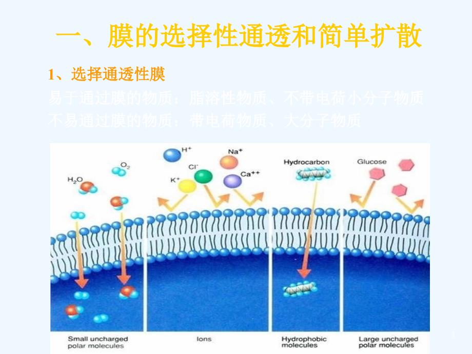 细胞膜与物质的跨膜运输ppt-细胞生物学课件_第3页