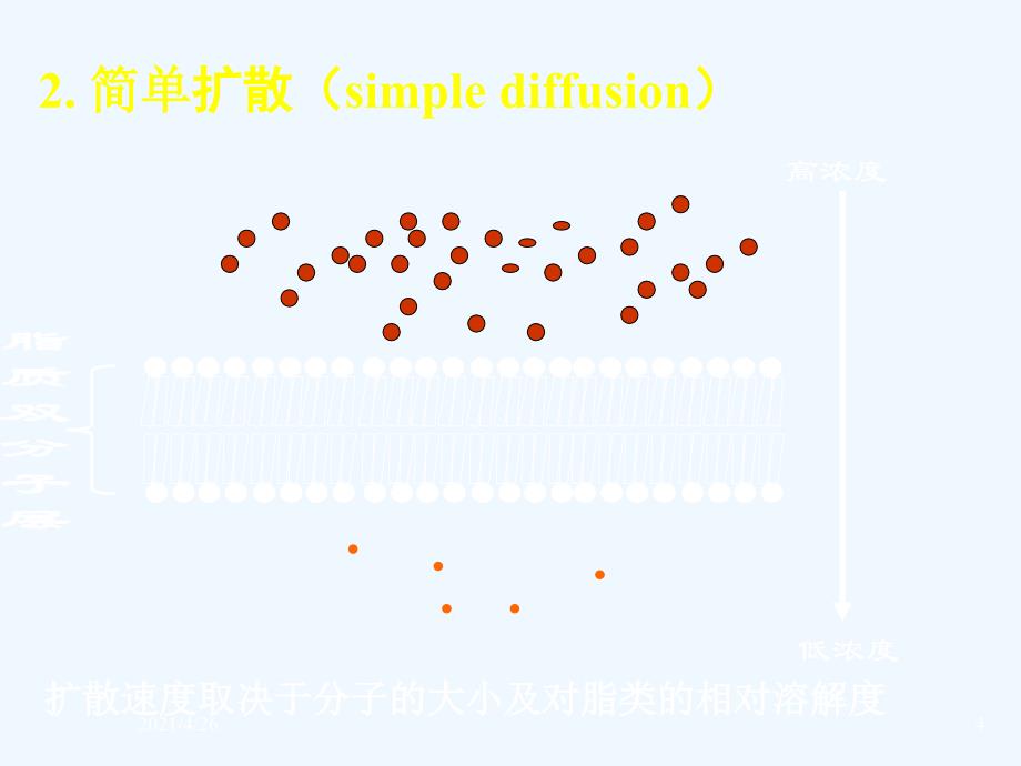 细胞膜与物质的跨膜运输ppt-细胞生物学课件_第4页