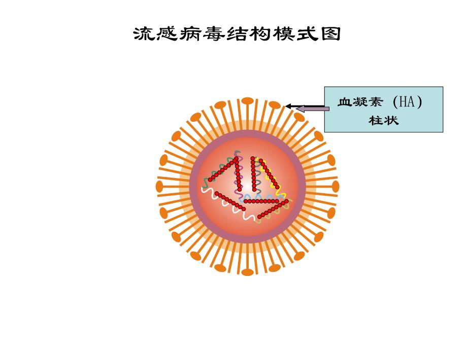 血凝及血凝抑制实验_第4页