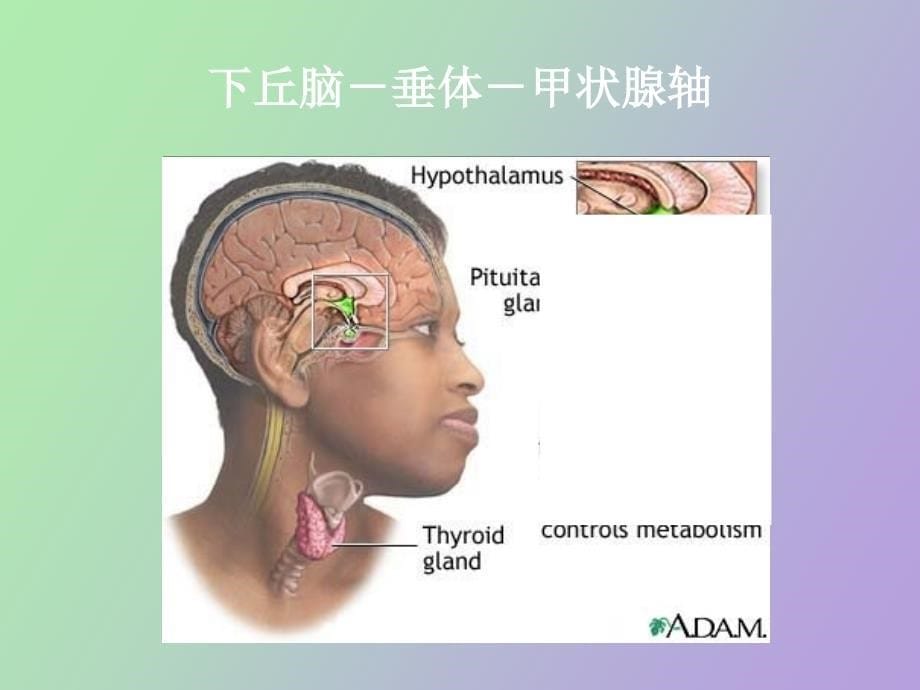 甲状腺功能低_第5页