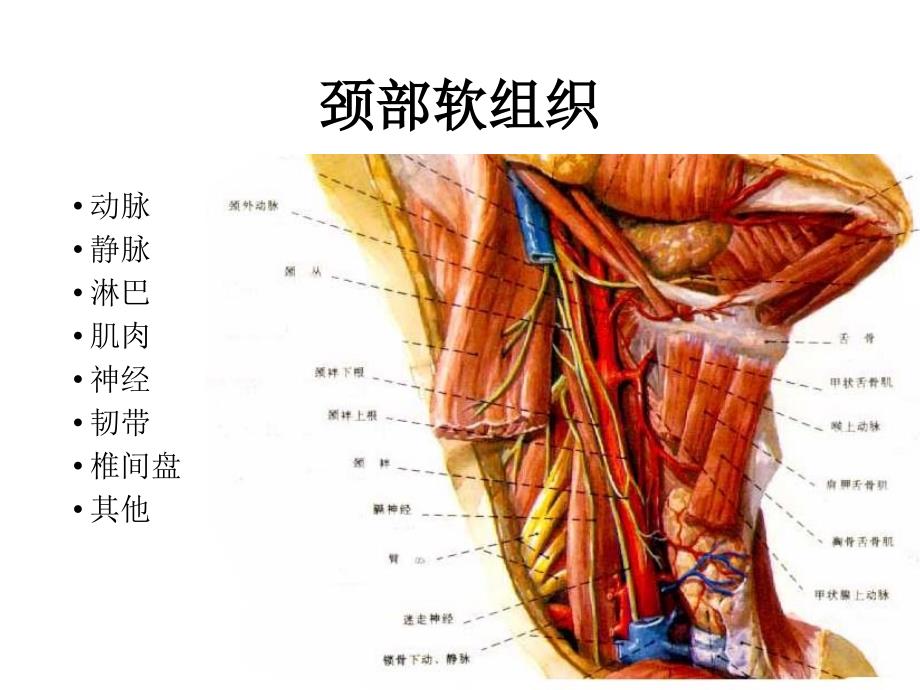 急性颈部软组织损伤ppt课件_第3页