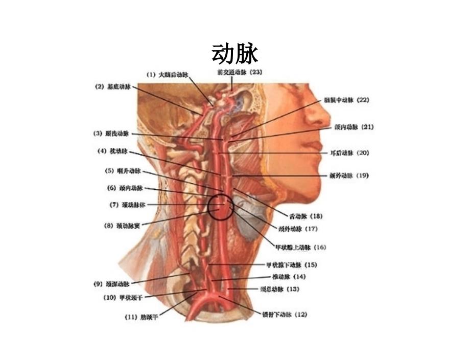 急性颈部软组织损伤ppt课件_第4页