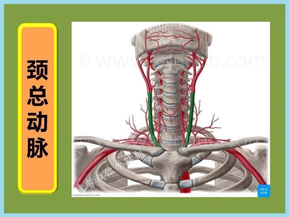 急性颈部软组织损伤ppt课件_第5页