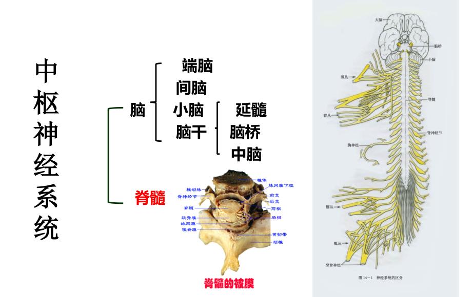 脊髓损伤业务学习_第3页