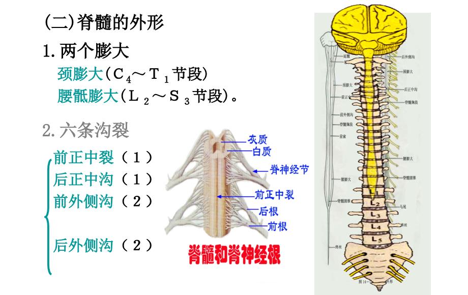 脊髓损伤业务学习_第4页